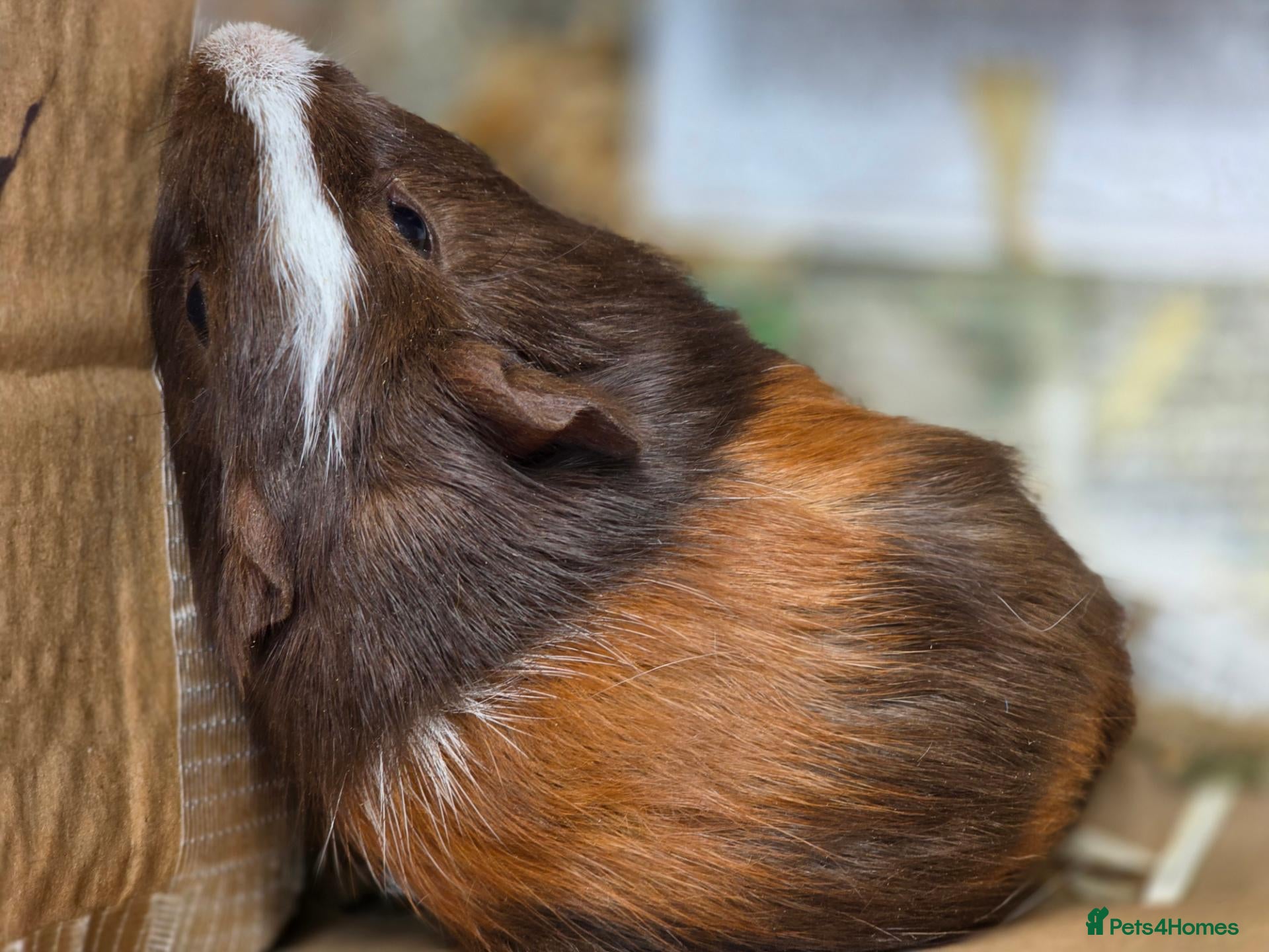Guinea Pig rodents Male Guinea Pig Babies - Advert 2