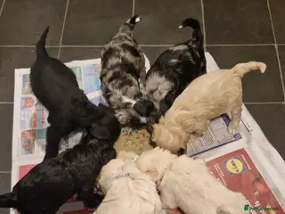 Mixed Breed dogs Cockerpoo/Schnoodle/Bischon Puppies - Advert 14
