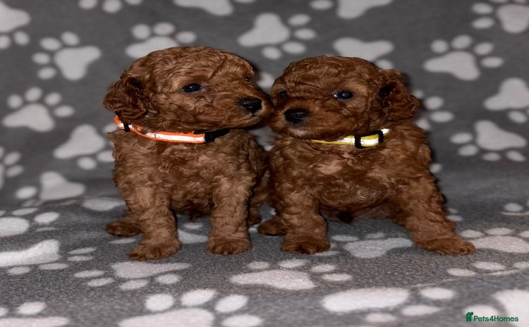 Cockapoo dogs - Advert 9