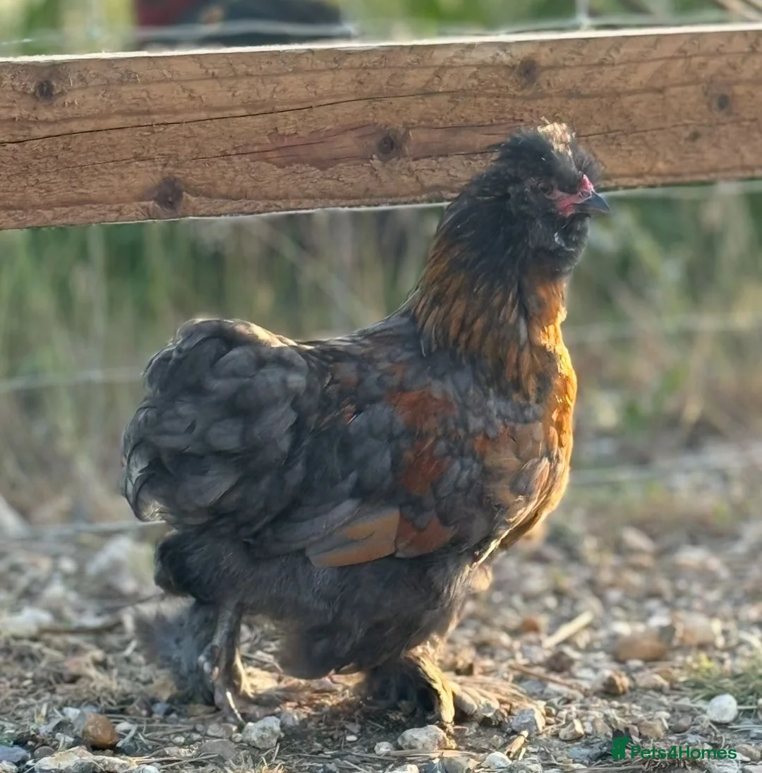 Chickens poultry for sale: Silkie x polish  in Wimborne - Advert 2