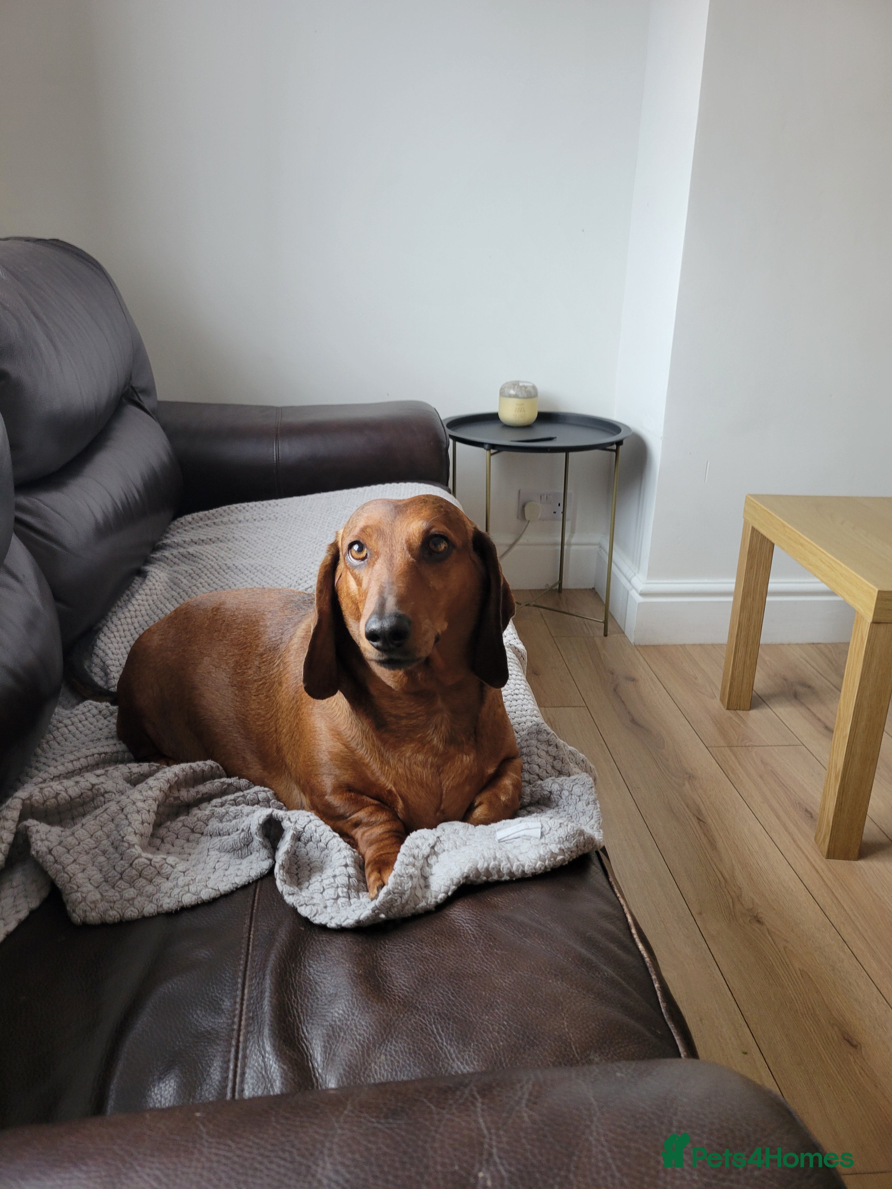 Dachshund dogs HOME NEEDED FOR MY FEMALE - Advert 5