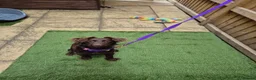 Mixed Breed dogs for sale: Spaniel x terrier 6 months in Hatfield - Advert 1