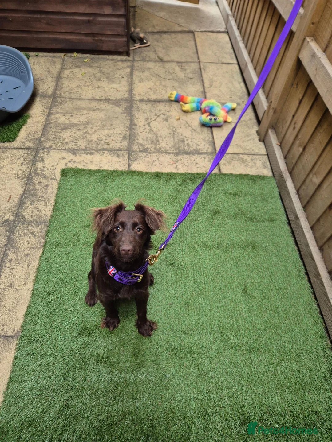 Mixed Breed dogs for sale: Spaniel x terrier 6 months in Hatfield - Advert 1