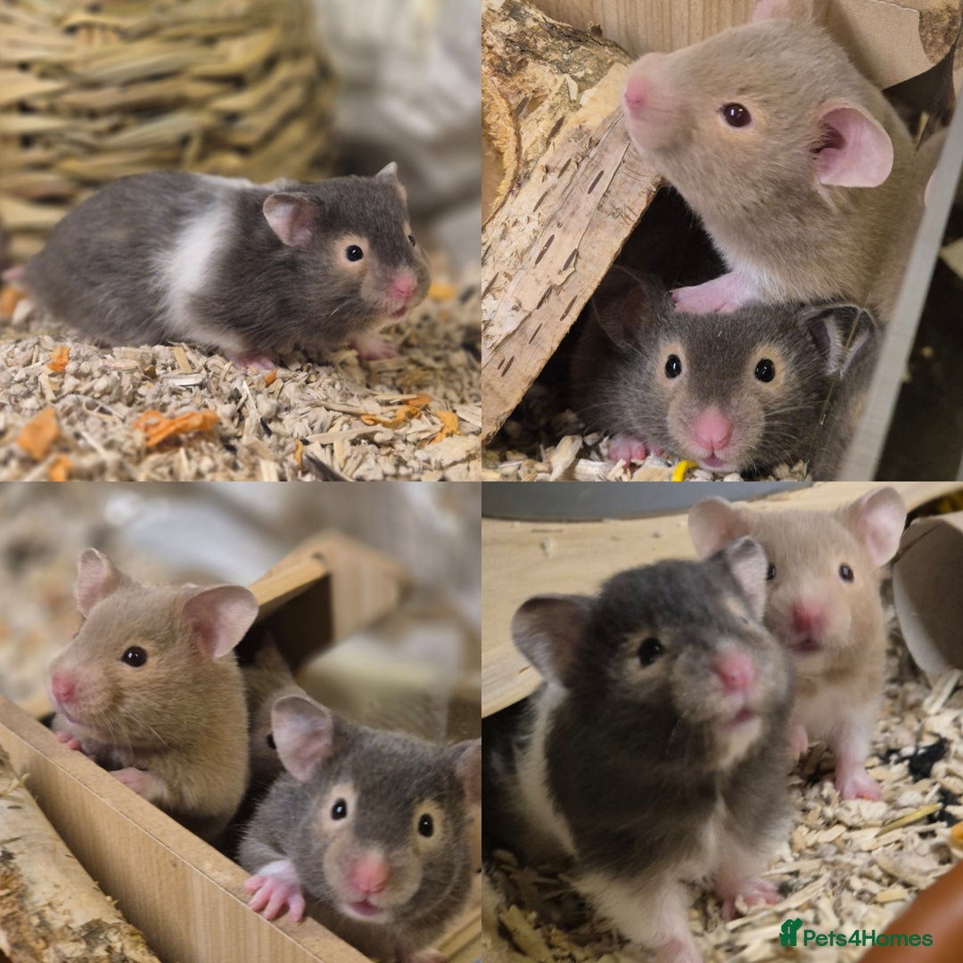 Hamster rodents for sale: pedigree syrian hamsters - Advert 2