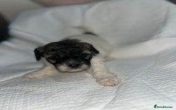 Shihpoo dogs for sale: Shihpoos  - Image 5