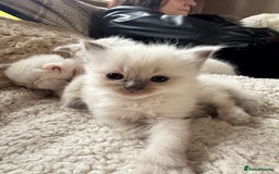 Ragdoll cats for sale: 5 Beautiful Ragdolls looking for a new home  - Image 6
