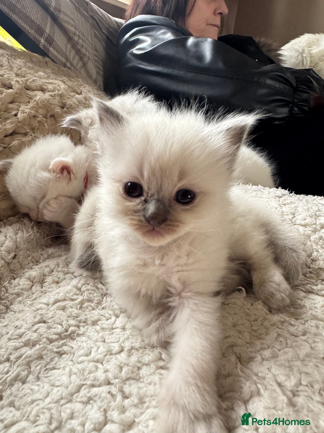 Ragdoll cats for sale: 5 Beautiful Ragdolls looking for a new home  - Image 6