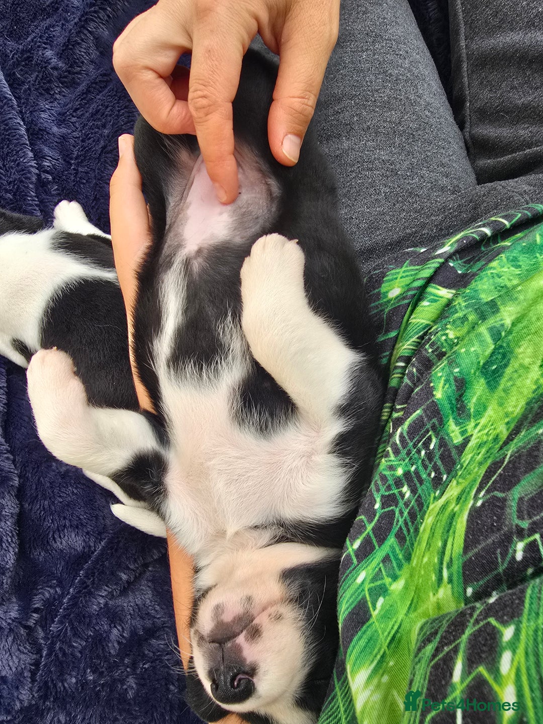 Mixed Breed dogs for sale: Short haired Collie pups - Image 29