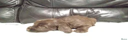 Cockapoo dogs for sale: Beautiful cockapoo puppies  - Advert 3