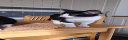 Mixed Breed cats for sale: 4 tuxedo black/white cuties looking for a home - Advert 26