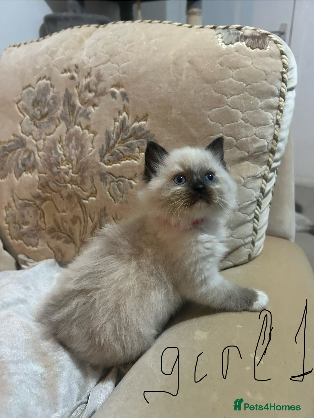 Ragdoll cats for sale: A real ragdoll - Advert 12