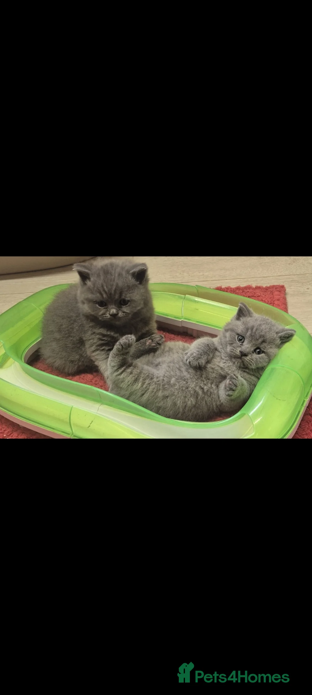 British Shorthair cats for sale: LAST 2 STUNNING GCCF BSH BLUE BOY KITTENS - Advert 12