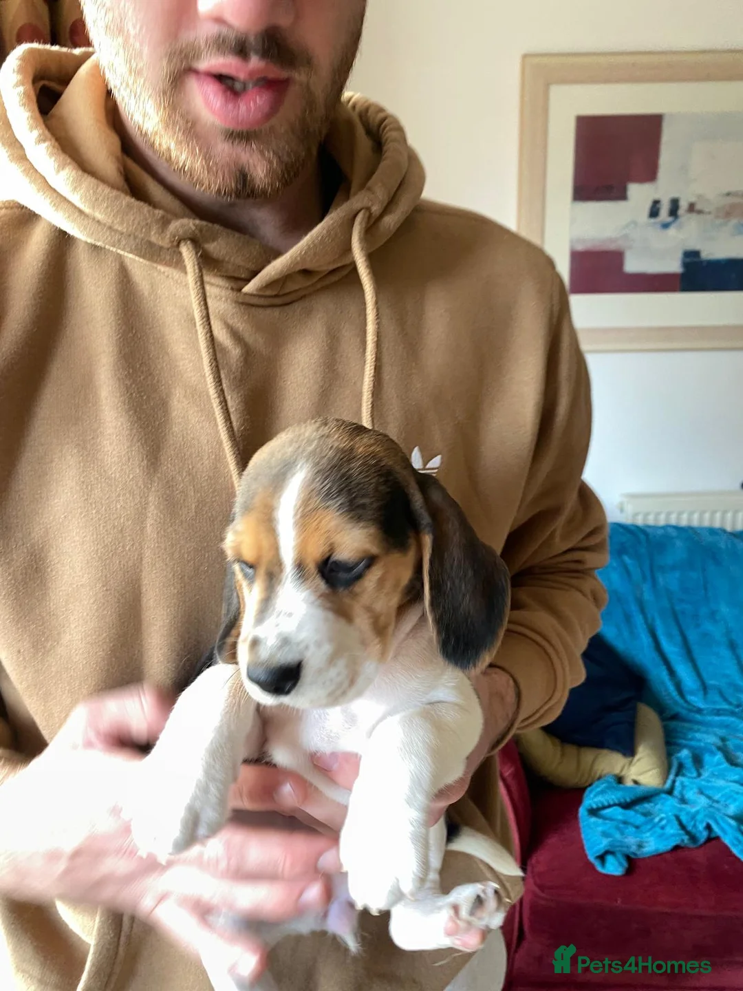 Beagle dogs for sale: Beautiful home reared chunky beagle pups - Advert 2