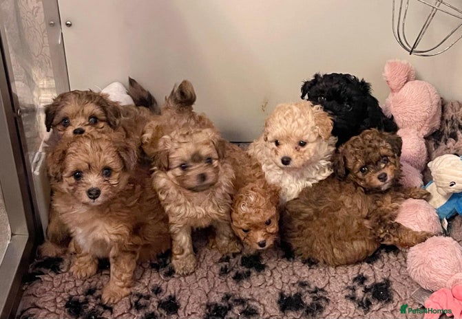 Pomapoo Dogs Breed - Information, Temperament, Size & Price | Pets4Homes