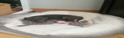 Italian Greyhound dogs for sale: Sold pending collection  - Advert 3