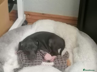 Italian Greyhound dogs Full bred Italian greyhound pups - Advert 1