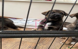 Mixed Breed dogs for sale: HuskyGerman/Rotweiler mixed breed puppies for sale - Advert 18