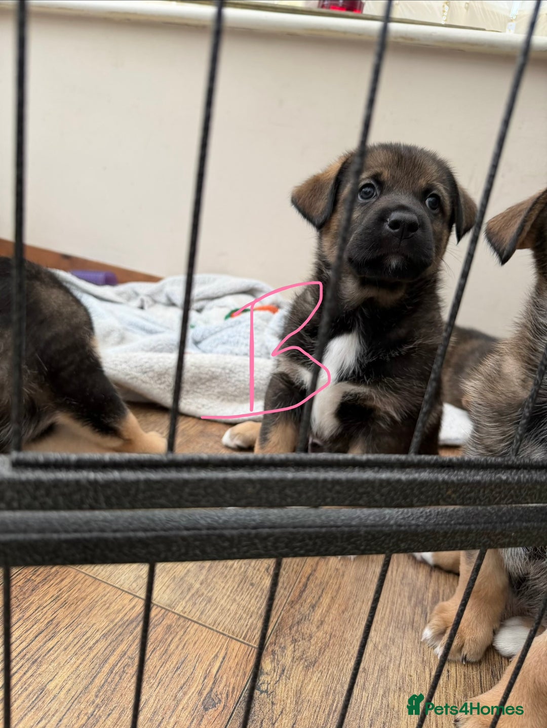 Mixed Breed dogs for sale: HuskyGerman/Rotweiler mixed breed puppies for sale - Advert 18