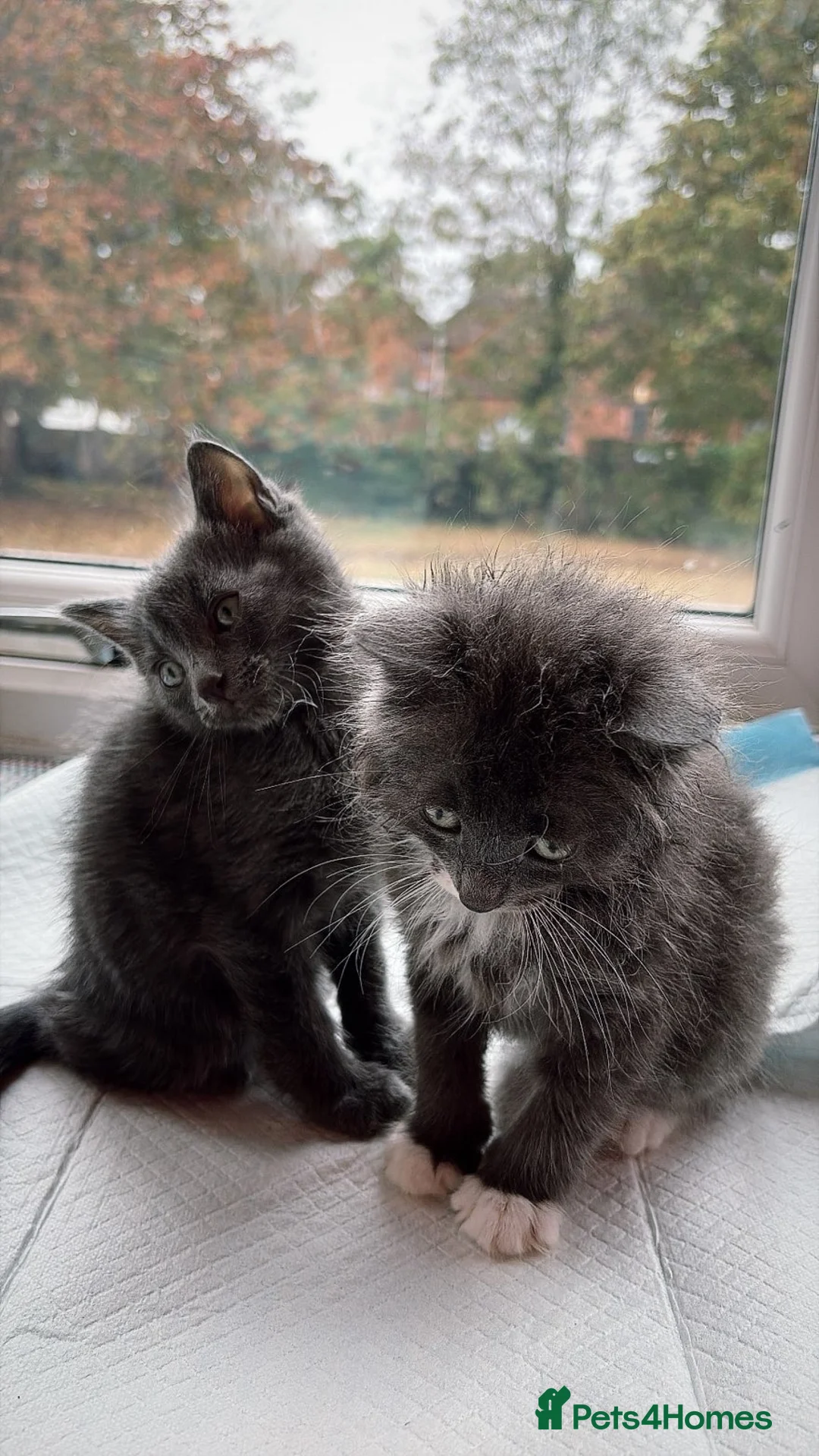 Mixed Breed cats for sale: Last 2 kitten looking for their home - Advert 6