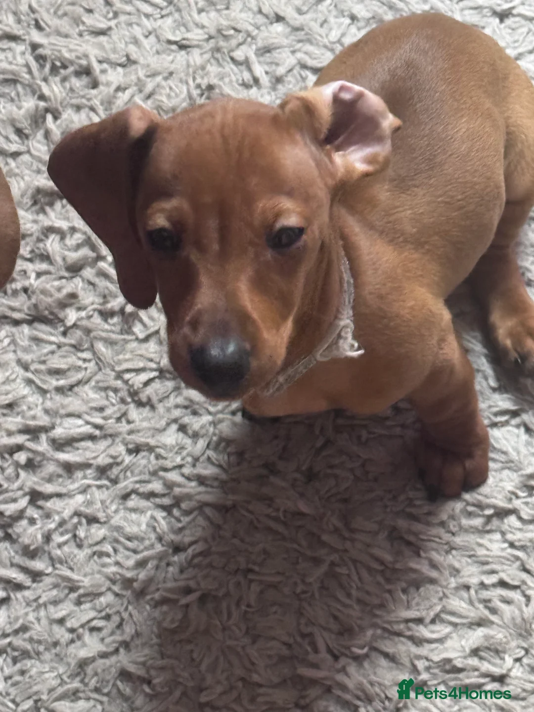 Miniature Dachshund dogs for sale: Beautiful miniature dachshund puppies - Advert 16