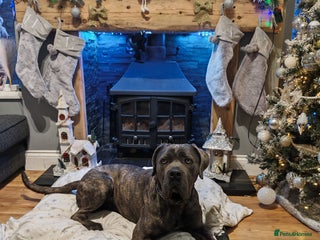 Cane Corso dogs 2 year old cane corso - Advert 1