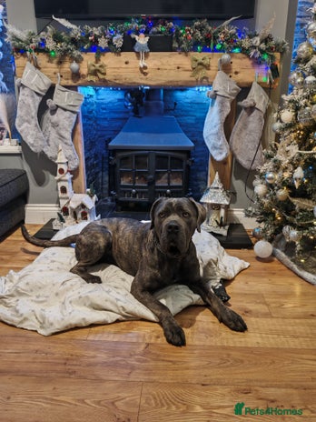 Cane Corso dogs 2 year old cane corso - Advert 1