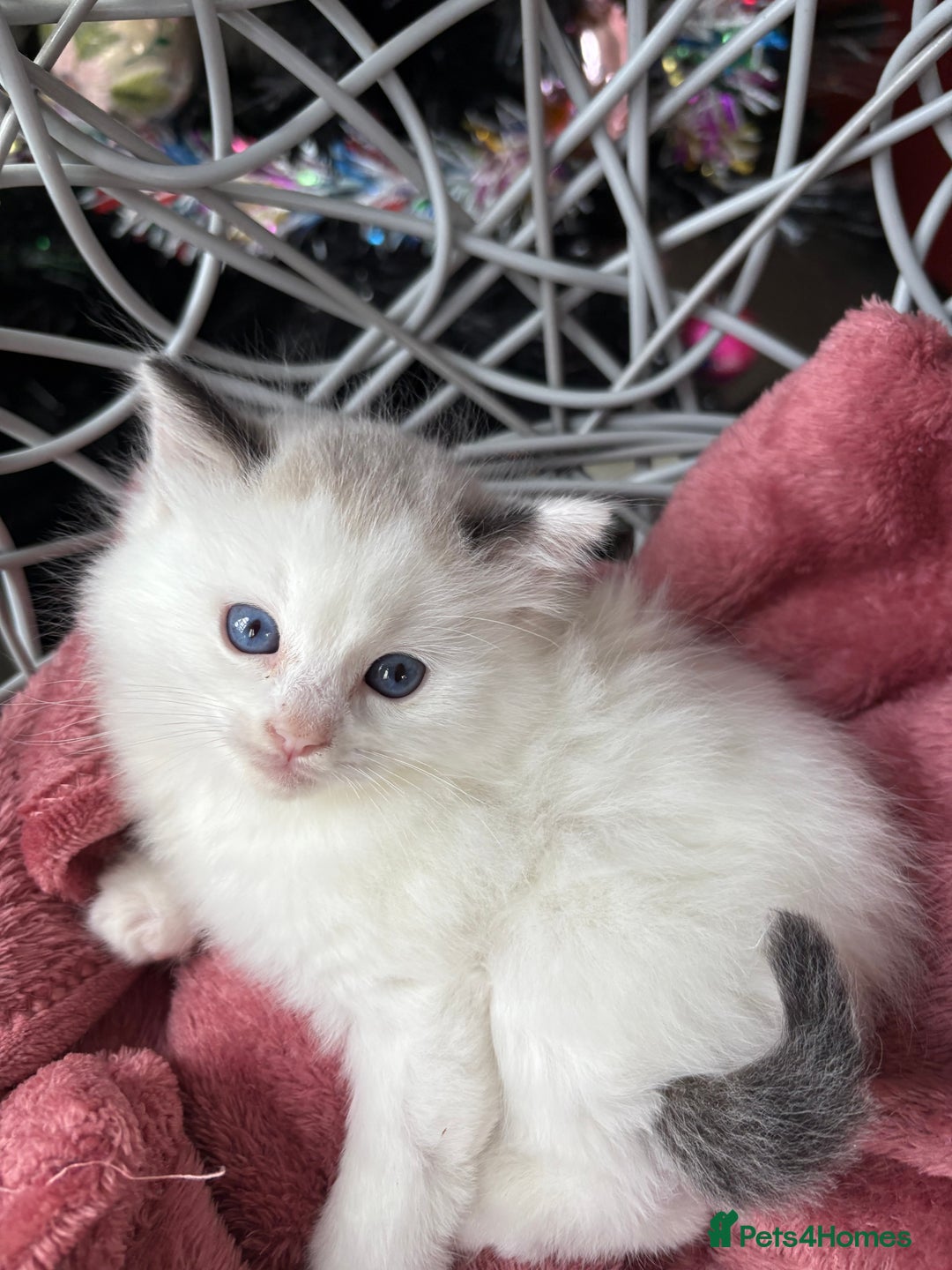 Ragdoll cats for sale: TICA Pedigree Bicolour Ragdoll kittens - Advert 5