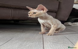 Devon Rex cats for sale: 1 girl left. Stunning Devon Rex GCCF kittens  - Image 22