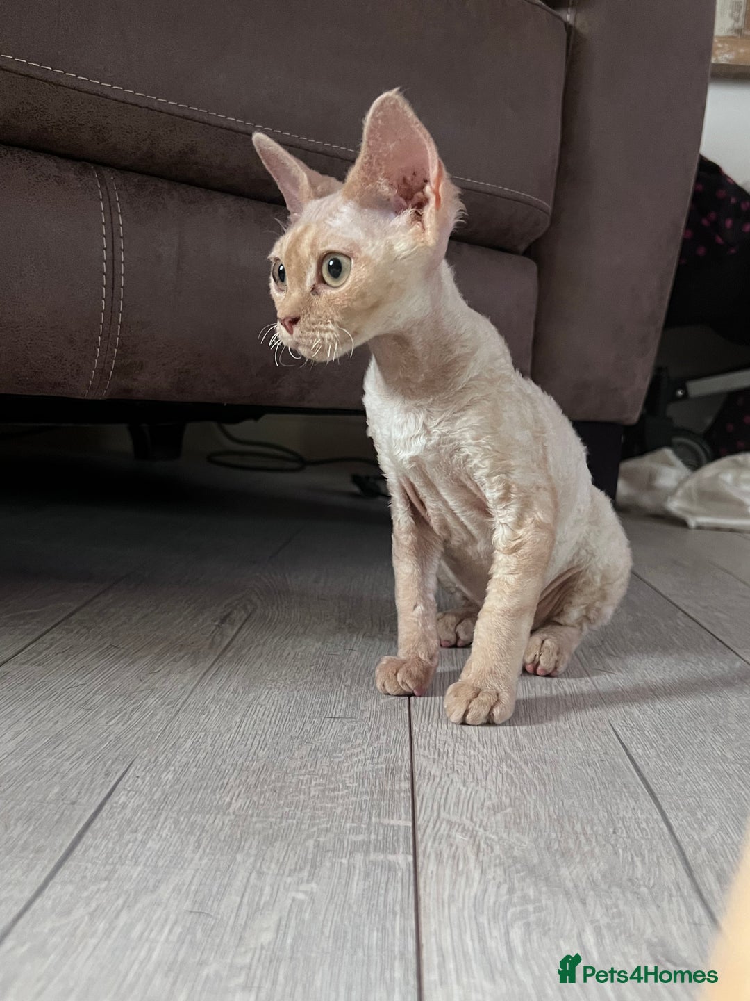 Devon Rex cats for sale: 1 girl left. Stunning Devon Rex GCCF kittens  - Image 22