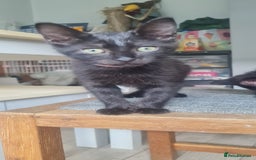 Mixed Breed cats for sale: Cute boy kittens ready now - Image 10