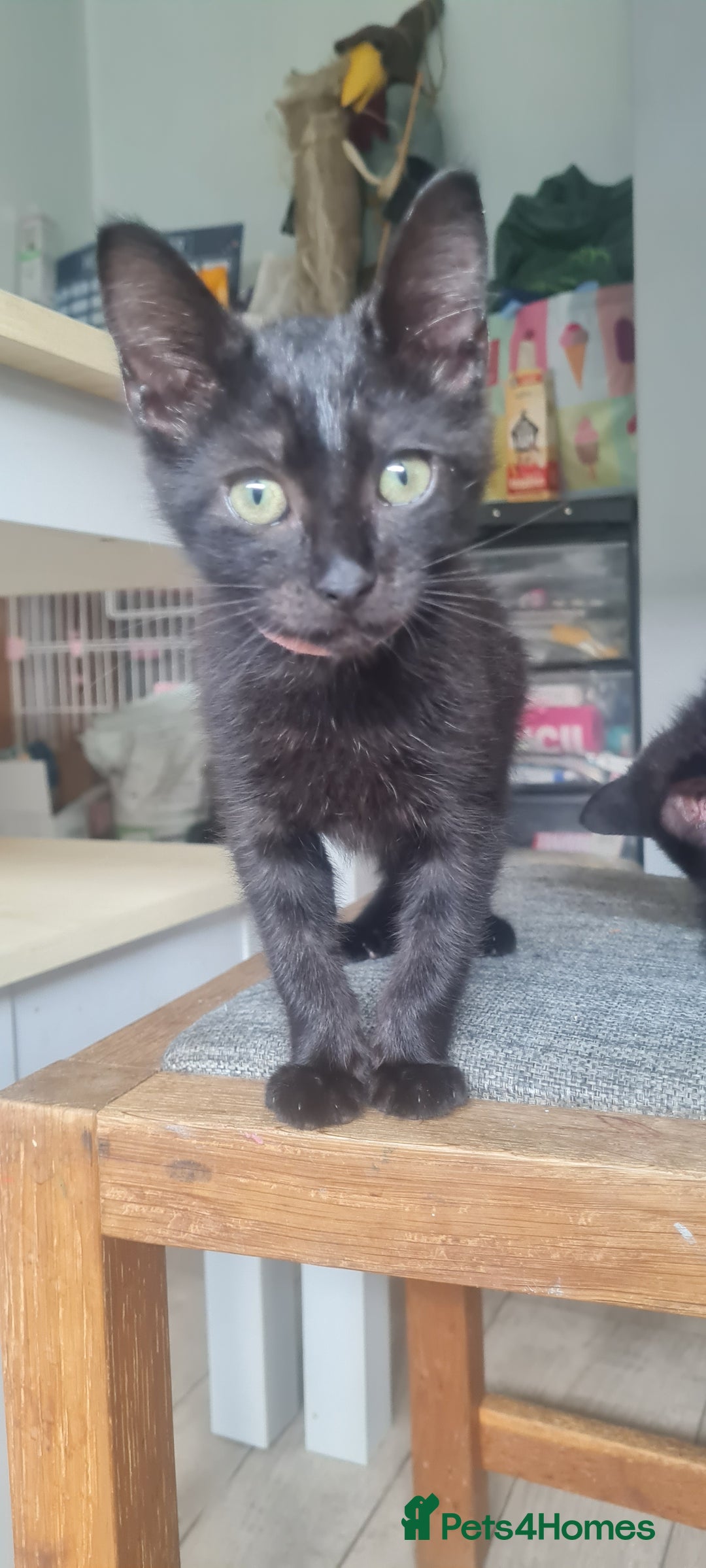 Mixed Breed cats for sale: Cute boy kittens ready now - Image 10