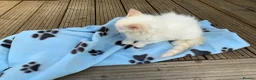 Ragdoll cats for sale: 5 ABSOLUTELY SYUNNING RAGDOLLS  - Advert 12