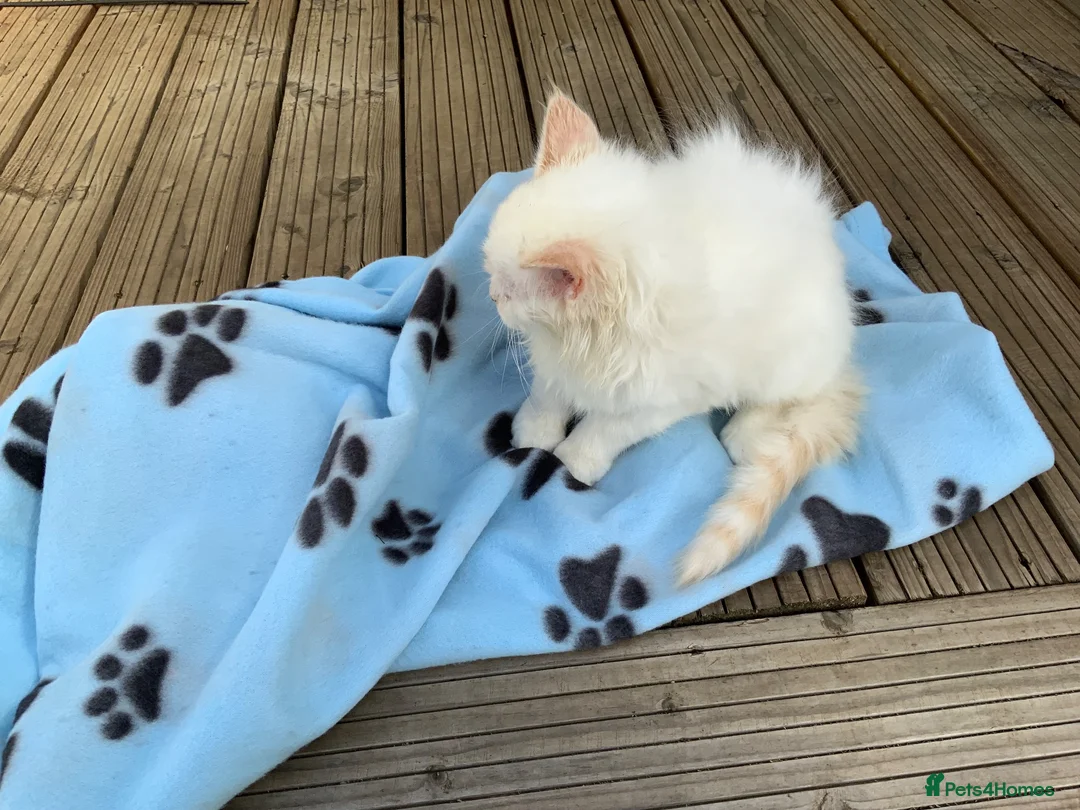 Ragdoll cats for sale: 5 ABSOLUTELY SYUNNING RAGDOLLS  - Advert 12