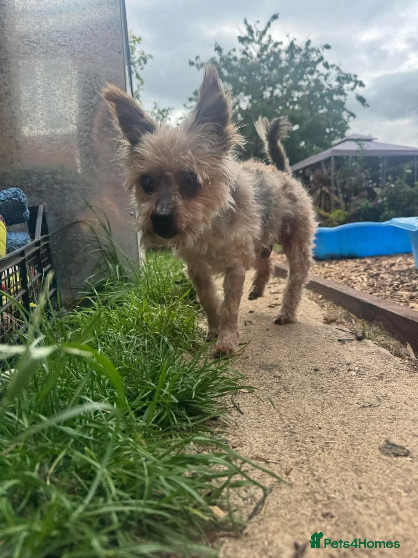 Mixed Breed dogs Brantis -Hingham Norfolk  - Advert 1