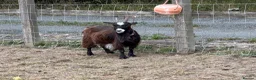 Goats livestock for sale: 4 pigmy nanny’s in kid for sale 1 with kid - Advert 8