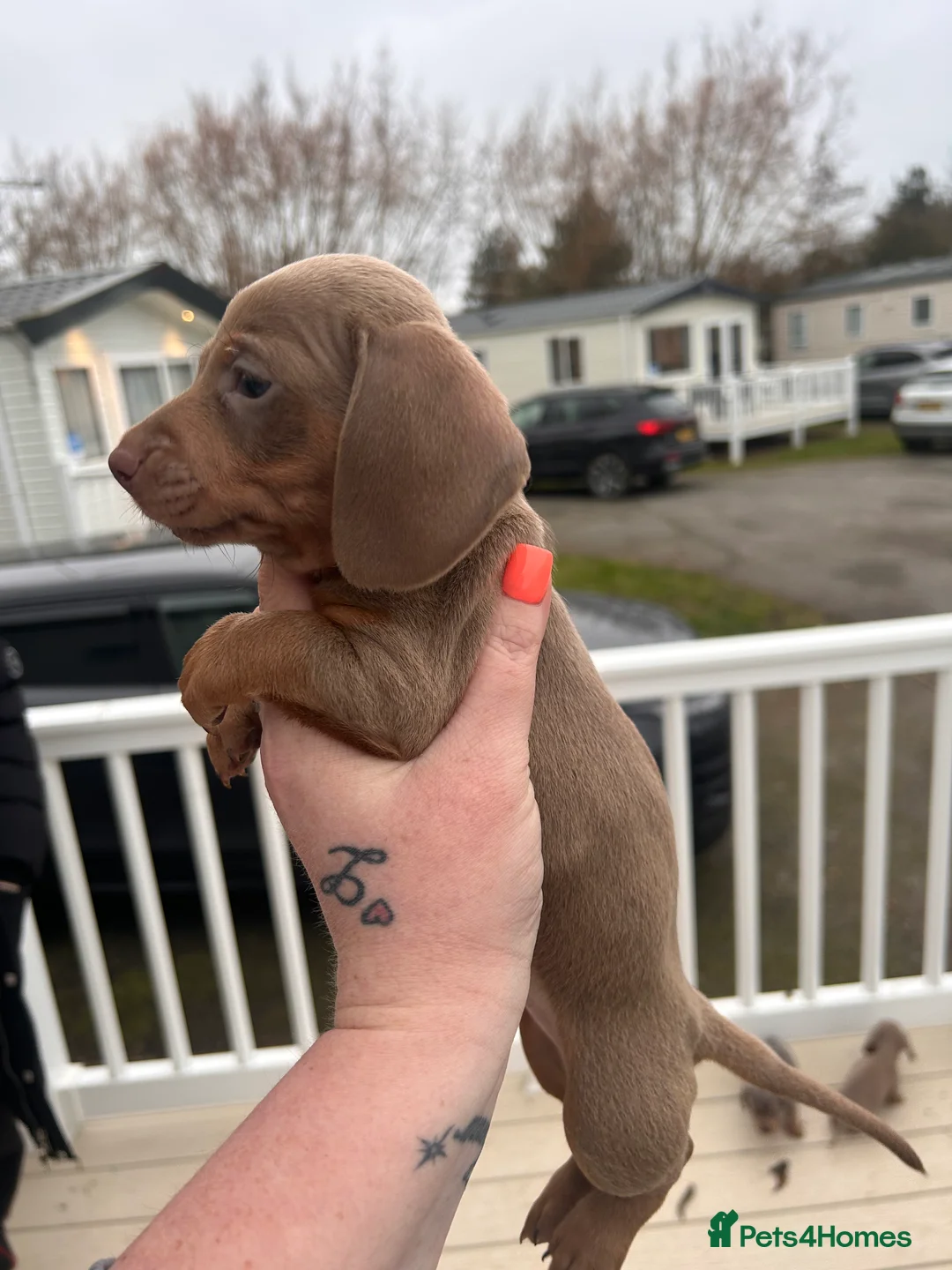 Miniature Dachshund dogs for sale: Isabella and tan/ Isabella dapple - Advert 1