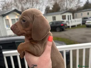 Miniature Dachshund dogs Isabella and tan/ Isabella dapple - Advert 12