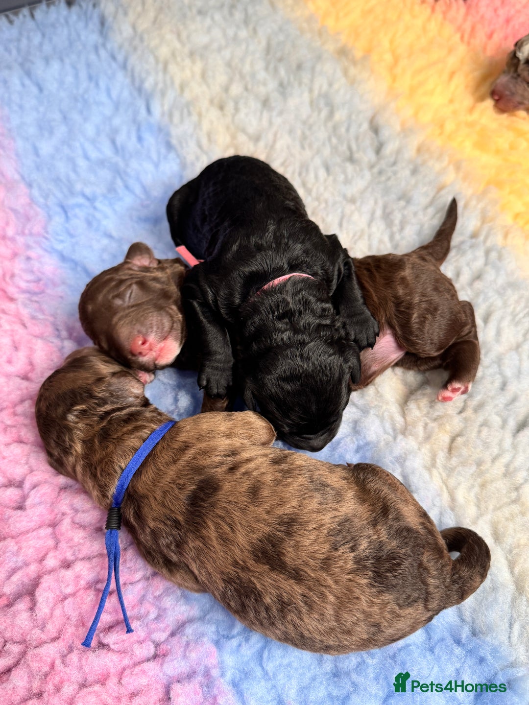 Mixed Breed dogs for sale: Goldendoodle/Australian double doodles  - Image 15