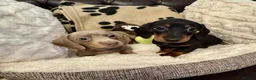 Miniature Dachshund dogs for sale: Miniature Dachshunds  - Advert 5