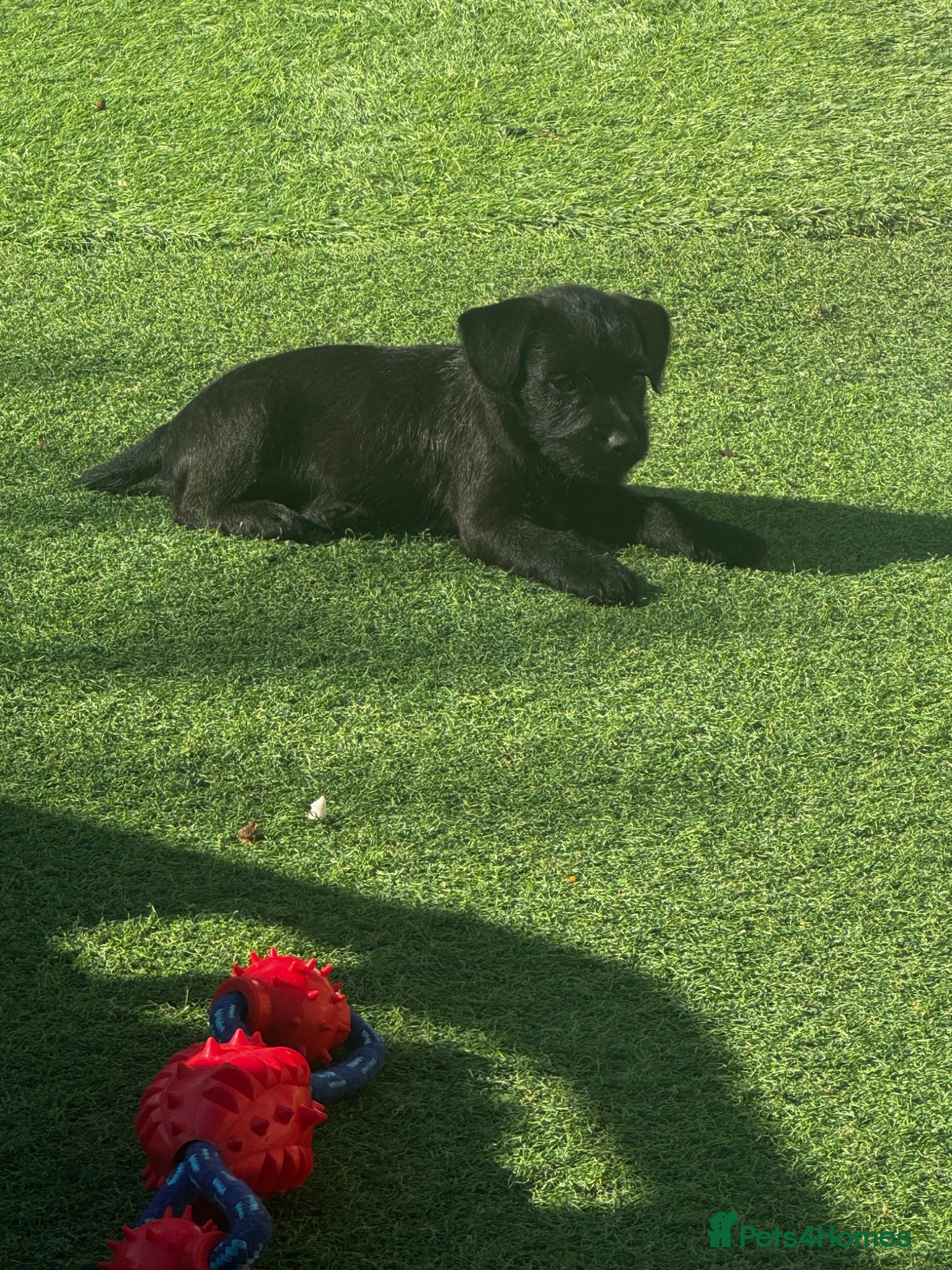 Patterdale Terrier dogs Fell terriers  - Advert 3