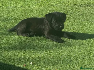 Patterdale Terrier dogs Fell terriers - Advert 3
