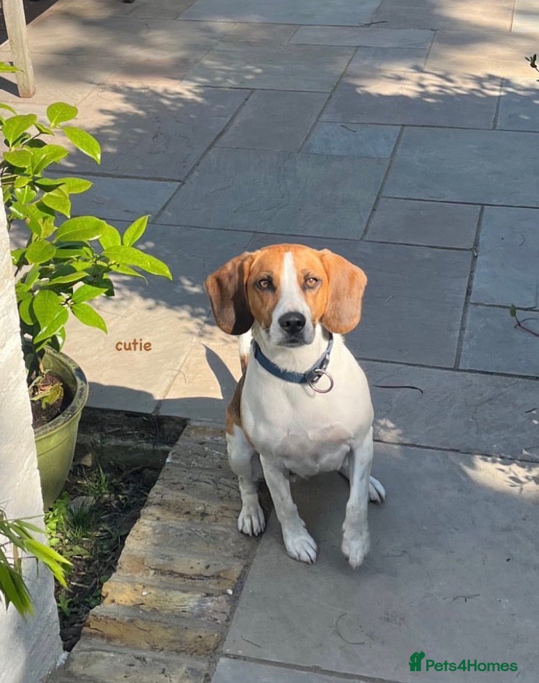 Beagle dogs Beagle called Blu - Advert 4