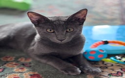 Oriental cats for sale: Ready now! Oriental shorthair kittens mix - Image 11