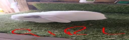 Mini Lop rabbits for sale: Mini lops  - Advert 2