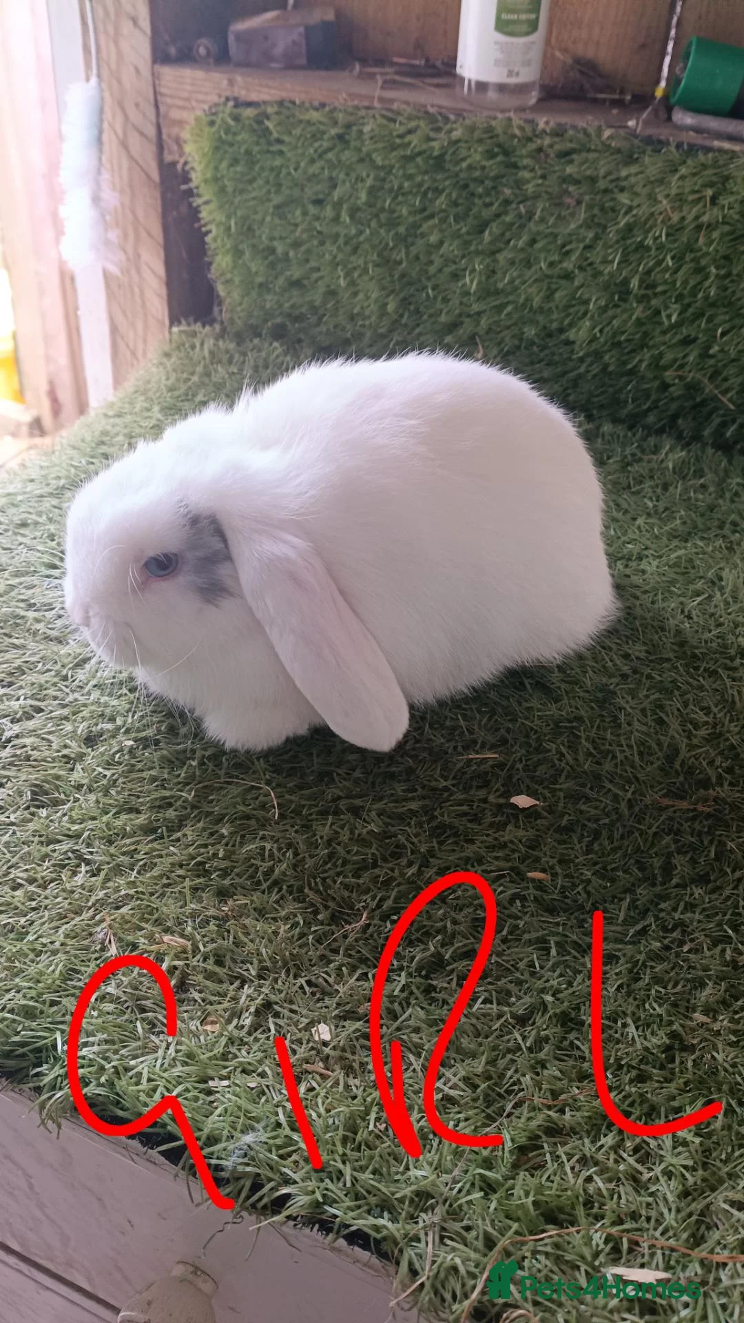 Mini Lop rabbits for sale: Mini lops  - Advert 2