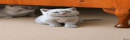 British Shorthair cats for sale: Chunky Lilac British Shorthair Kittens for sale!!! - Advert 2
