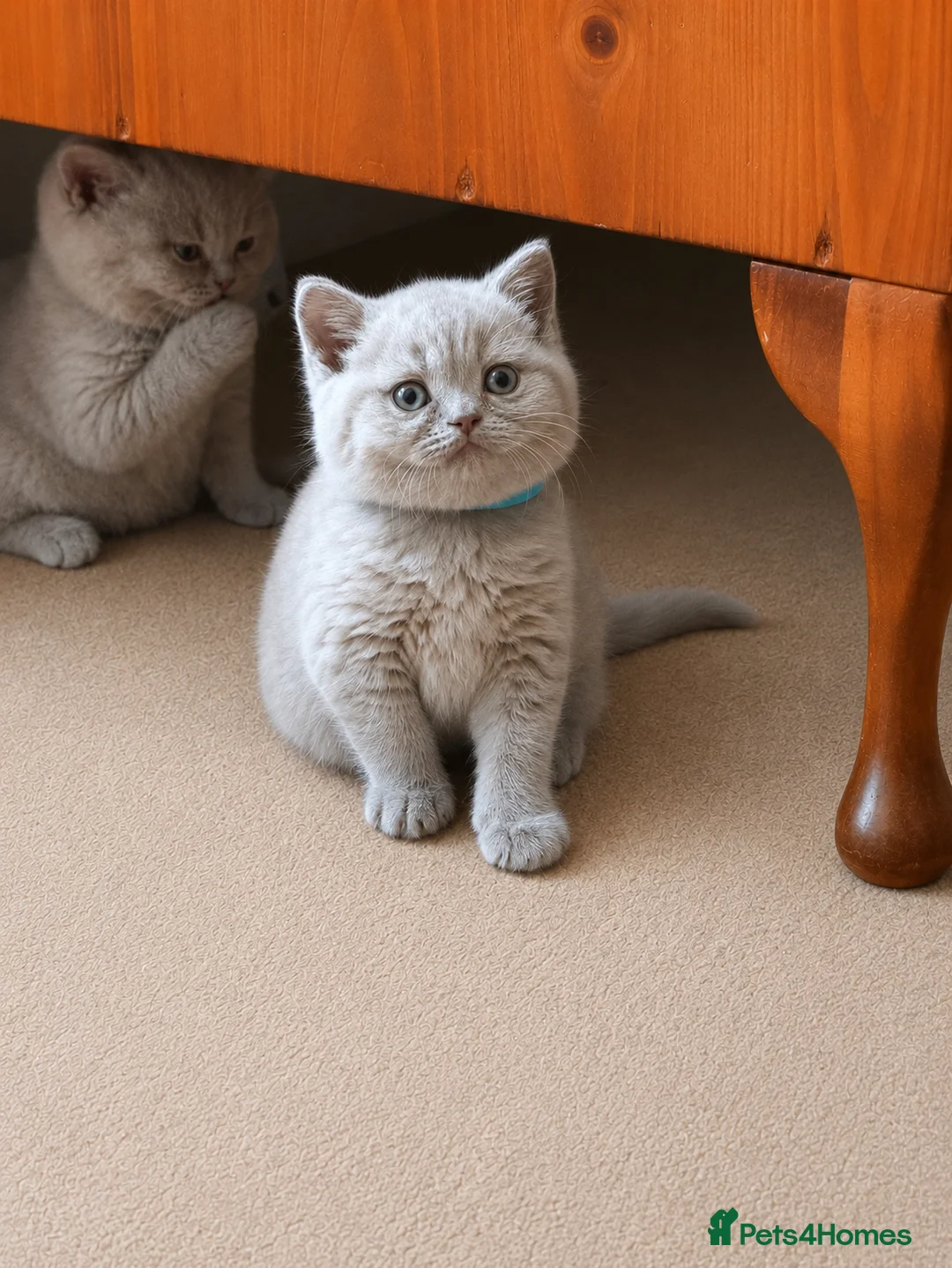 British Shorthair cats for sale: Chunky Lilac British Shorthair Kittens for sale!!! - Advert 2