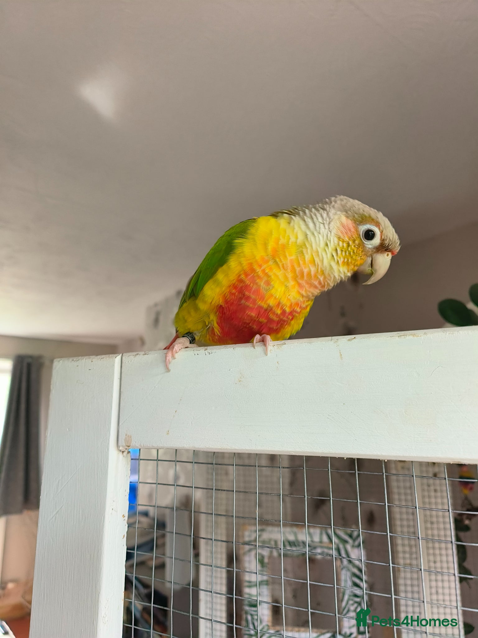Conures birds Diego - Advert 4