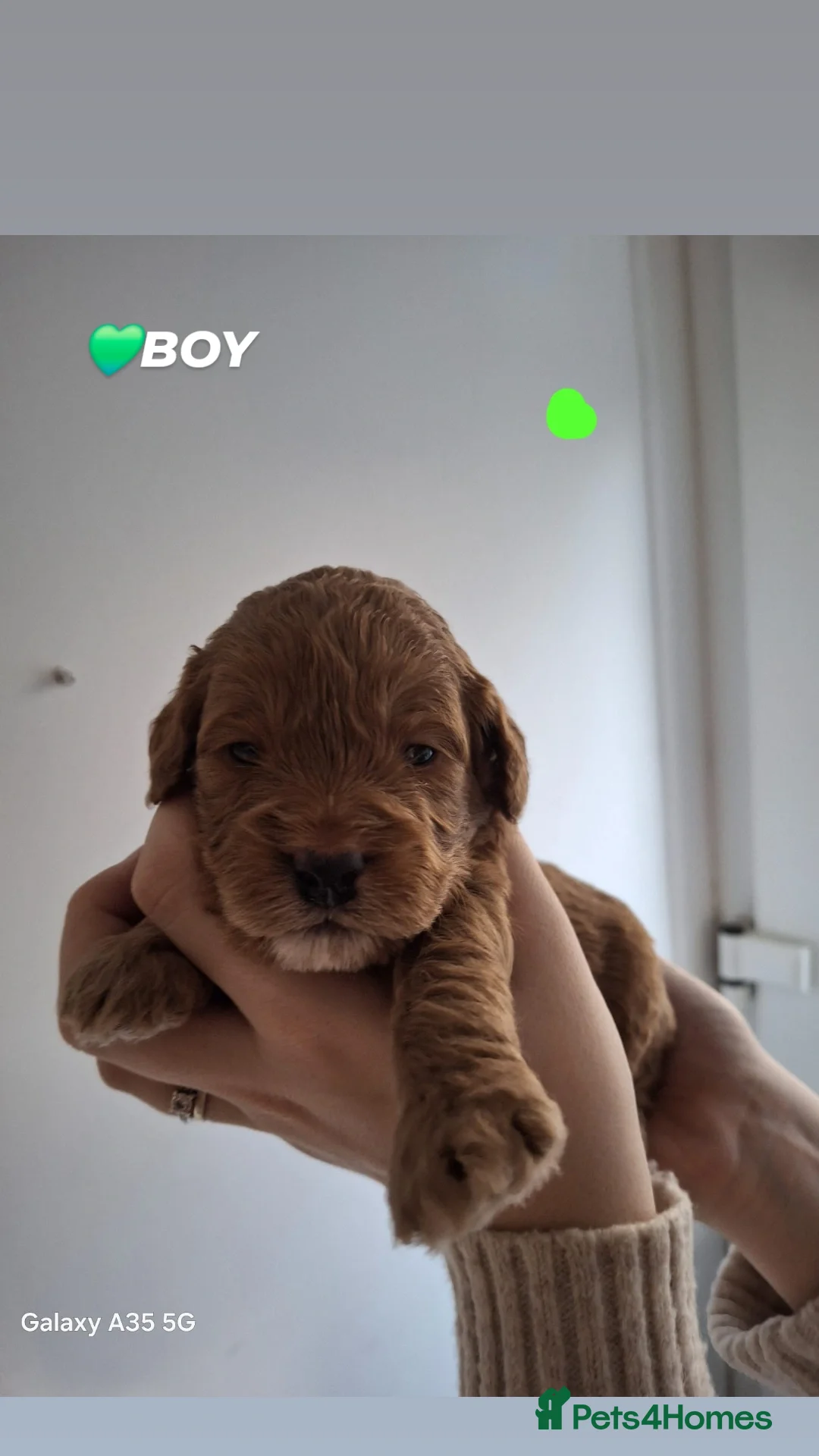 Cockapoo dogs for sale: Last boy remaining. F1B red cockapoo puppies - Advert 33