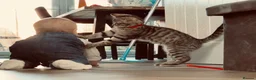 Mixed Breed cats for sale: Faol’an (phalan)  - Advert 2